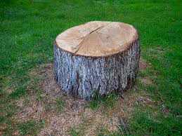 Best Tree Risk Assessment  in Hondo, TX