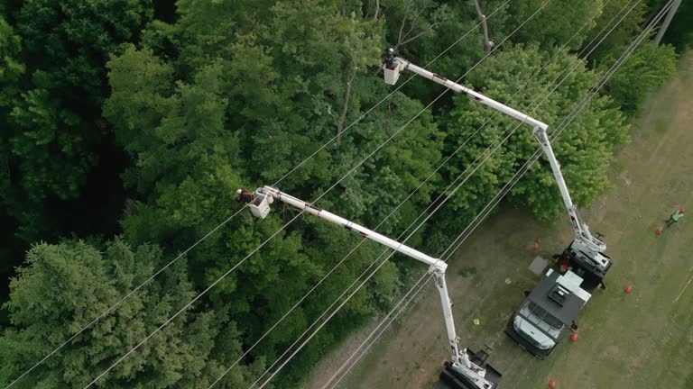 How Our Tree Care Process Works  in  Hondo, TX