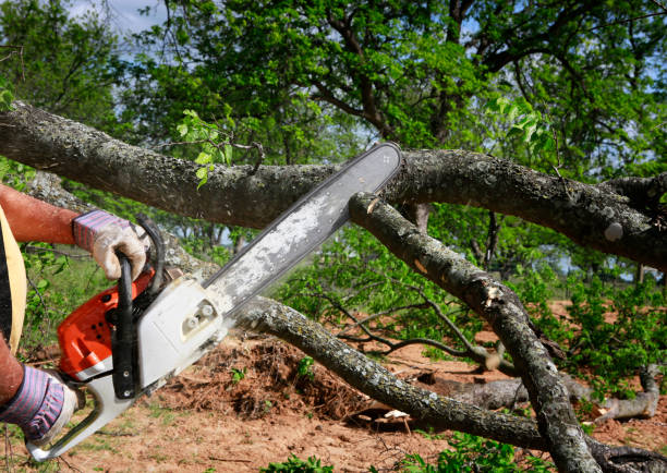 Best Weed Control  in Hondo, TX