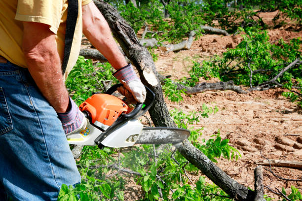 Best Tree Risk Assessment  in Hondo, TX